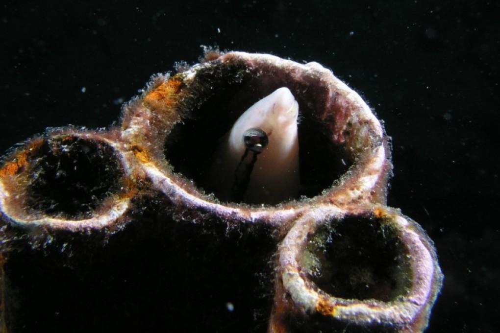 Scientists have found ancient communities of microbes that remained virtually unchanged for 2.3 billion years in the deep sea.