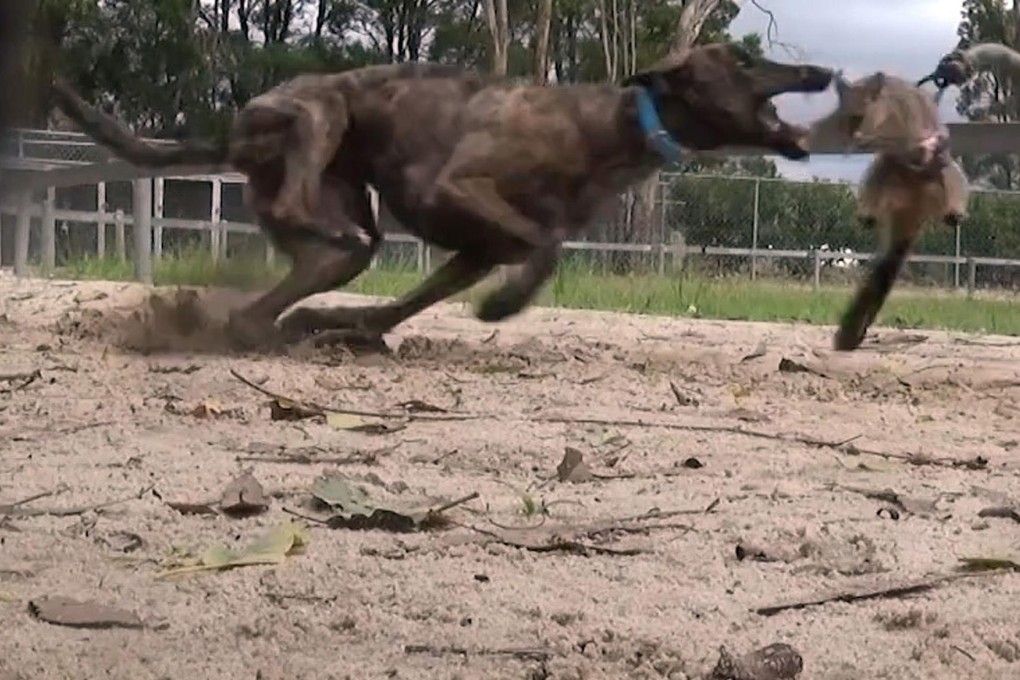 A greyhound chases a live possum during race training. Photo: AFP