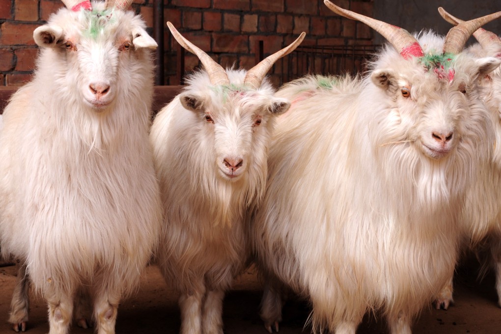 The last year of the sheep/goat was in 2003, when SARS struck Hong Kong. Photo: Xinhua