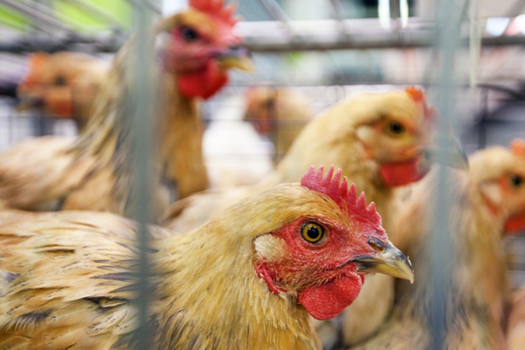 Guangdong has banned live chicken sales till the end of the month. Photo: EPA
