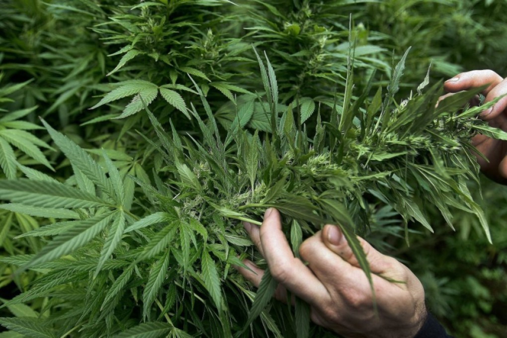 Cannabis study offers new hope stoners can solve appetite riddle