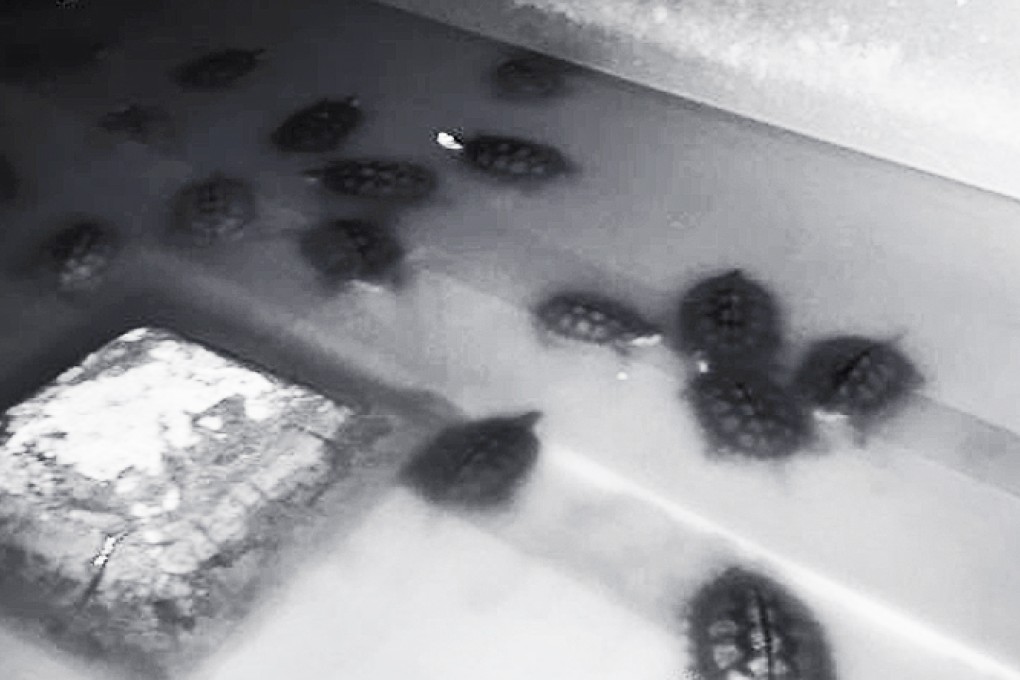 Surveillance camera footage of the turtles before the burglary. Photo: Sinanews