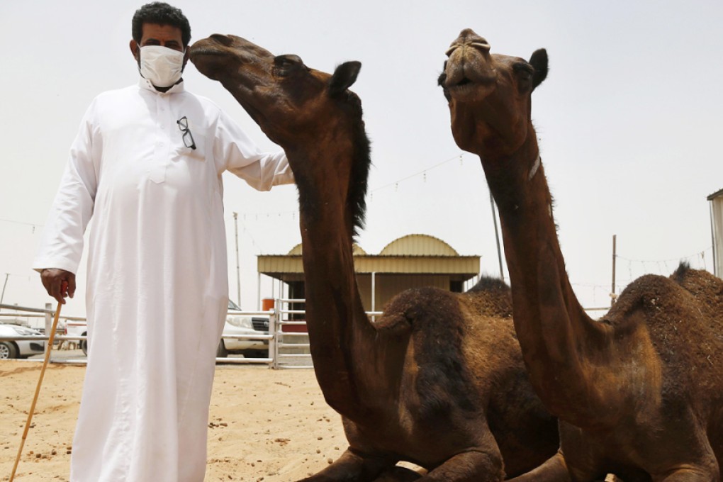 The girl rode camels during her trip. Camels have been identified as the primary source for infection for Middle East Respiratory Syndrome (MERS). Photo: Reuters