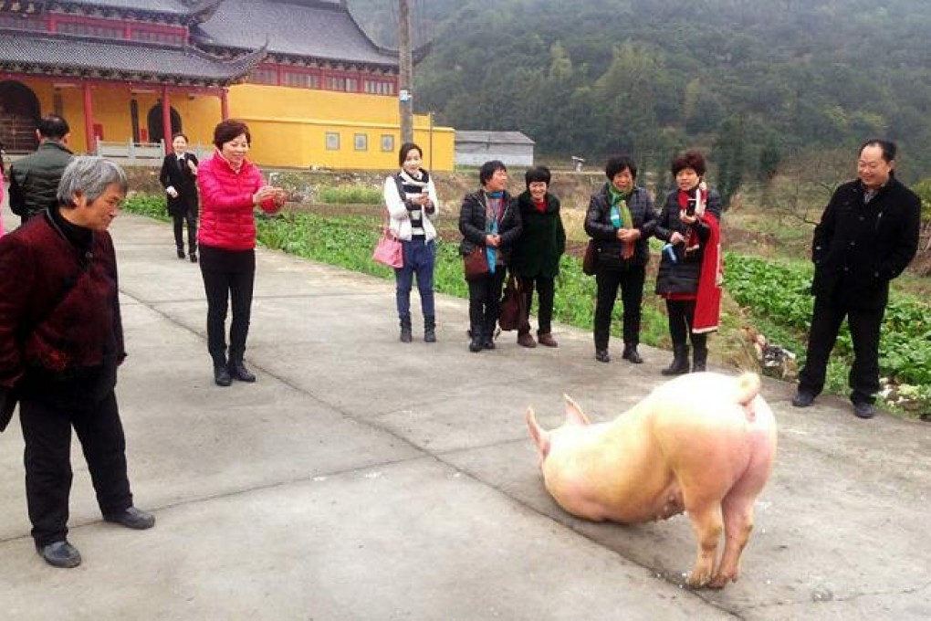Worshippers at a Buddhist temple near Wenzhou were surprised when a pig turned up during a New Year ceremony and refused to move until a monk read it scriptures, according to witnesses. PHOTO: SCMP Pictures