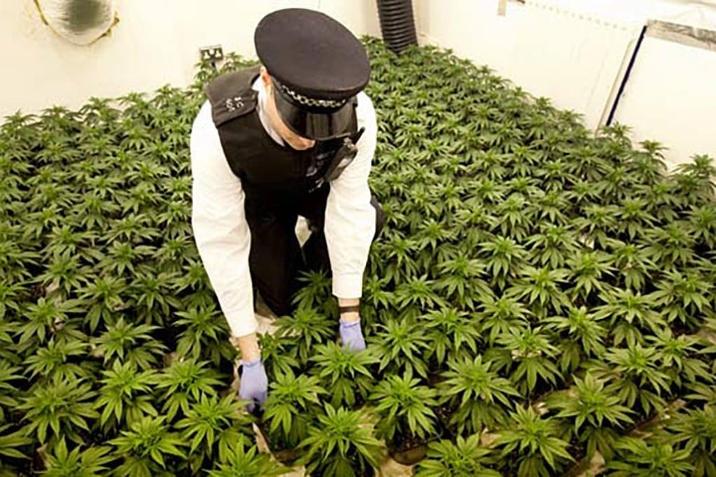 Police raid a cannabis factory in east London.Photo: SCMP Pictures