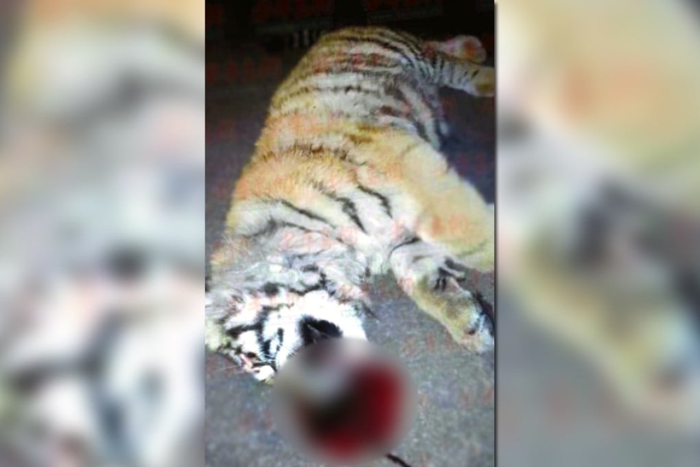 The tiger cub fell to its death from the roof of an 11-storey building  in China where it had been kept by a businessman. Photo SCMP Pictures