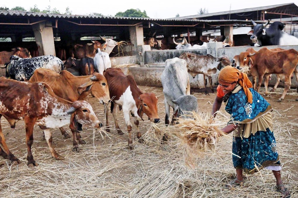 A woman feeds rescued cattle at a VHP shelter. Photo: Reuters