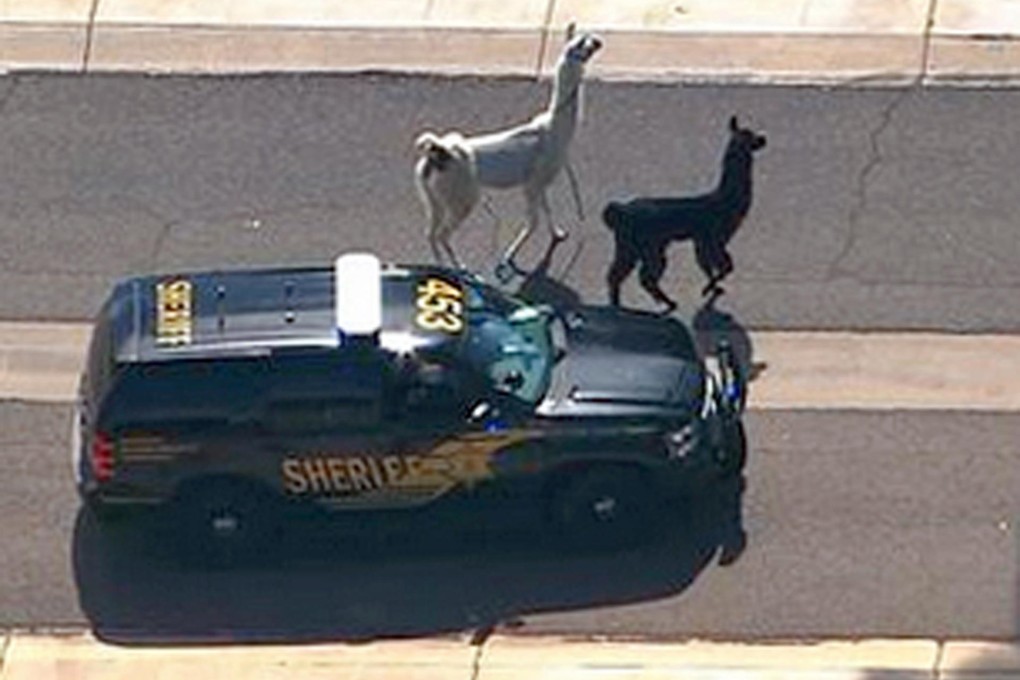 A police vehicle tries to corner the two quick-footed llamas as they dash in and out of traffic before they were eventually captured in the retirement suburb of Sun City in Phoenix on Thursday.Photo: AP