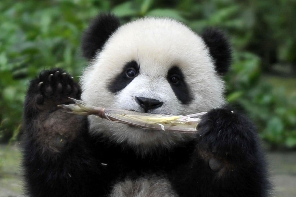 The forestry administration said 27 new preservation areas for giant pandas had contributed to the growth in their numbers. Photo: Xinhua