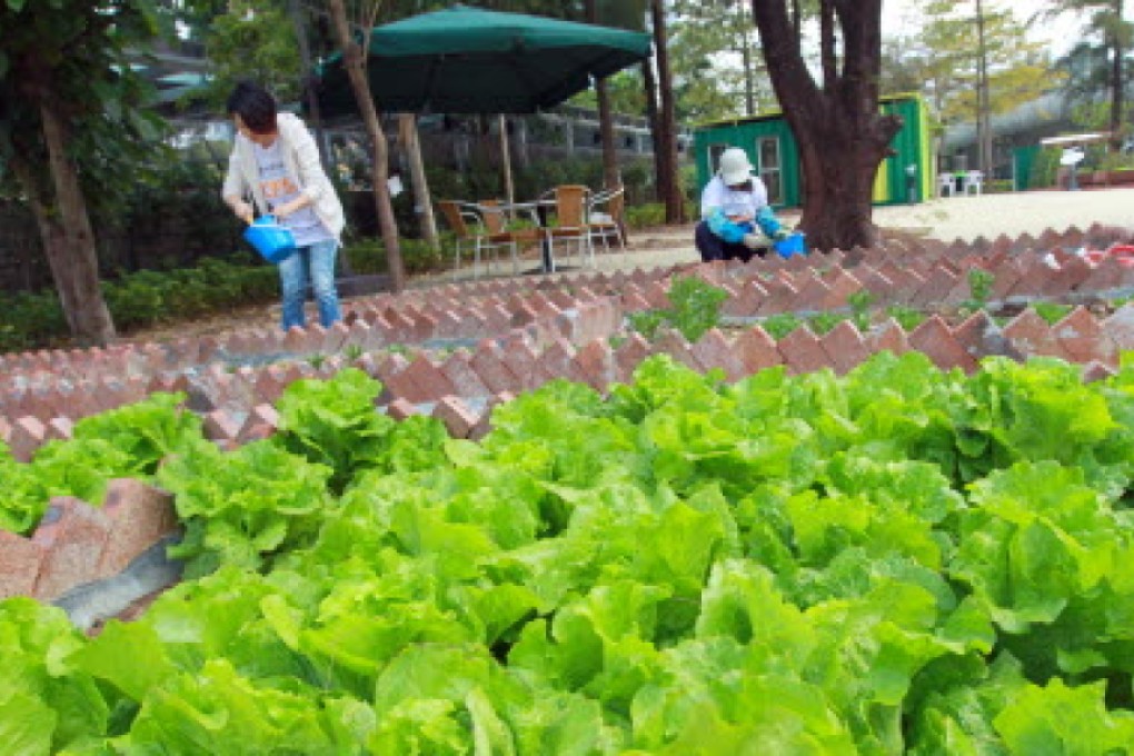 Vegetables being grown in Kwun Tong Road. Photo: Dickson Lee