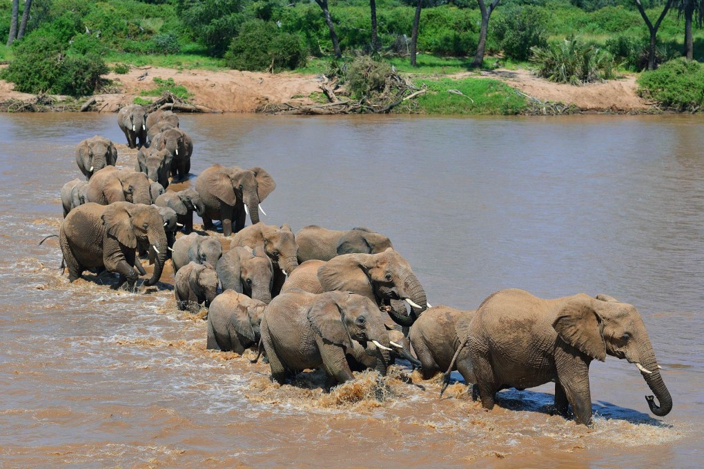African elephants populations at all-time low. Photo: AFP
