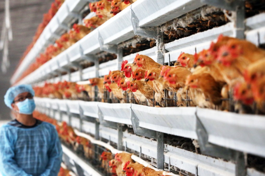 A 61-year-old man has become the first person in Hong Kong to die of H7N9 bird flu this season. Photo: Sam Tsang