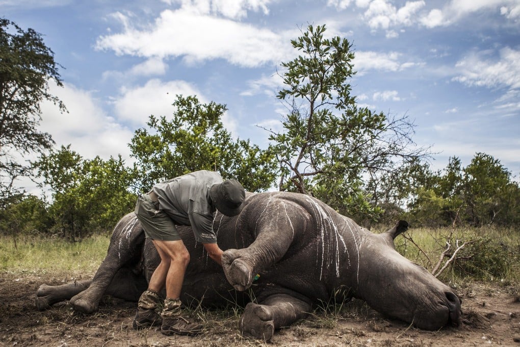 The carcass of a rhino being prepared for post-mortem. In South Africa alone last year, over 1,200 rhinos were killed by poachers. Photo: EPA