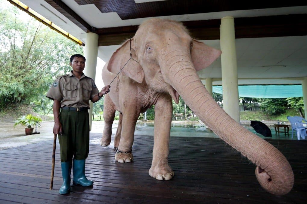 A female white elephant held at the Royal White Elephant Garden. White elephants have historically been treasured by Myanmar’s kings and leaders, and are seen as good omens. Photo: EPA