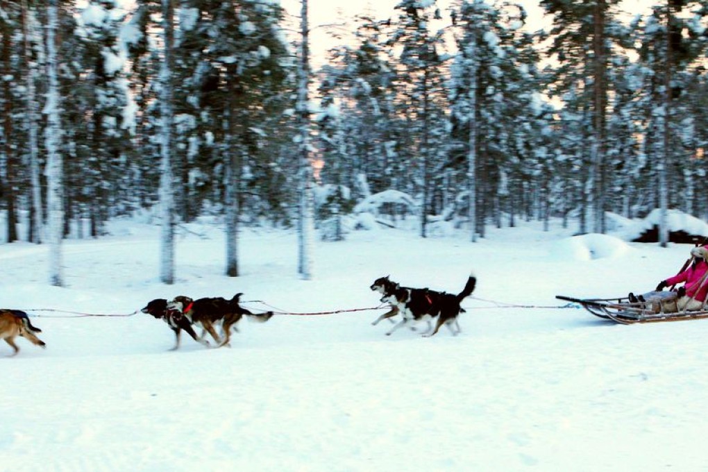 A tour through the forests on a sled pulled by a team of dogs is a unique experience. Photo: Xinhua