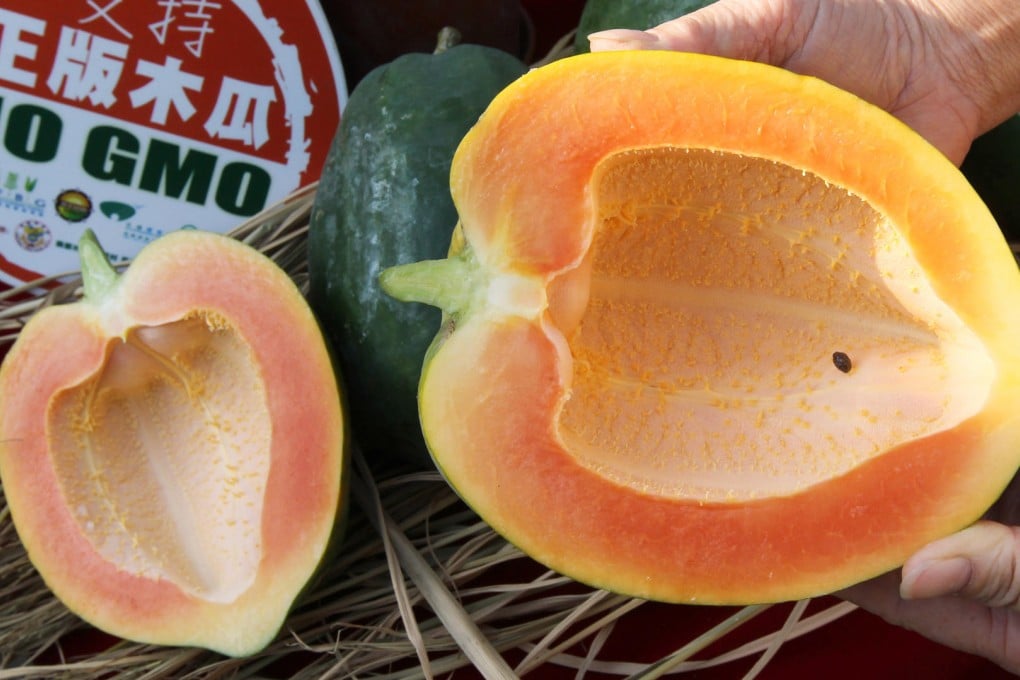 The papaya has myriad uses. Photo: K.Y.Cheng