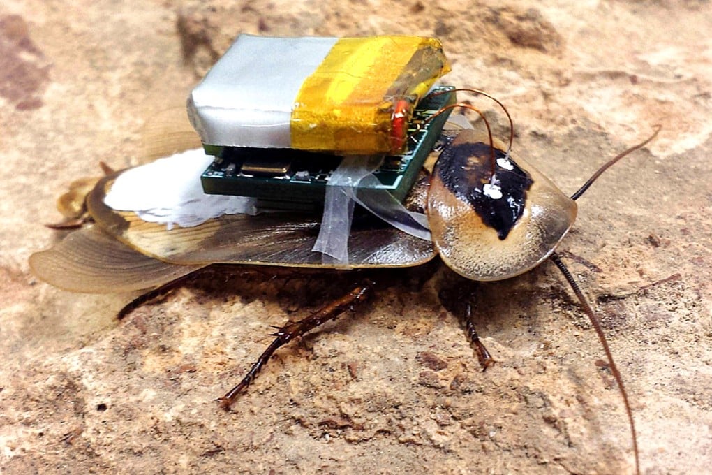 The robotic insect is a live cockroach with a miniature computer that is fused to the animal's nervous system.