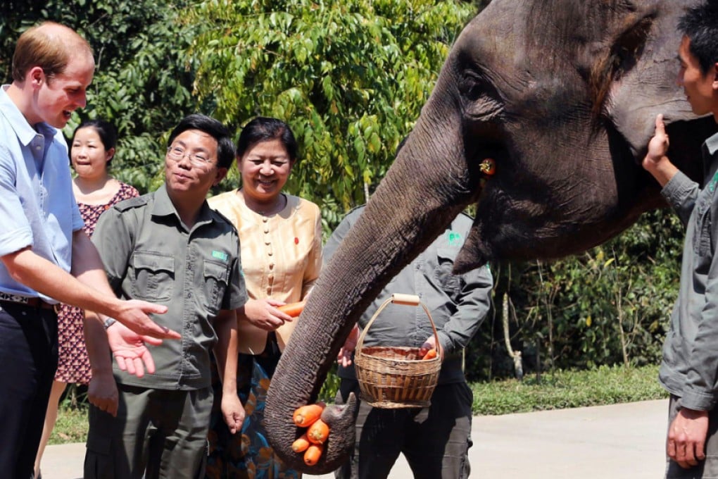 Prince William visiting an elephant reserve in Yunnan province in southwest China. He urged China to become a global leader in the fight against the illegal trade in wildlife. Photo: AFP