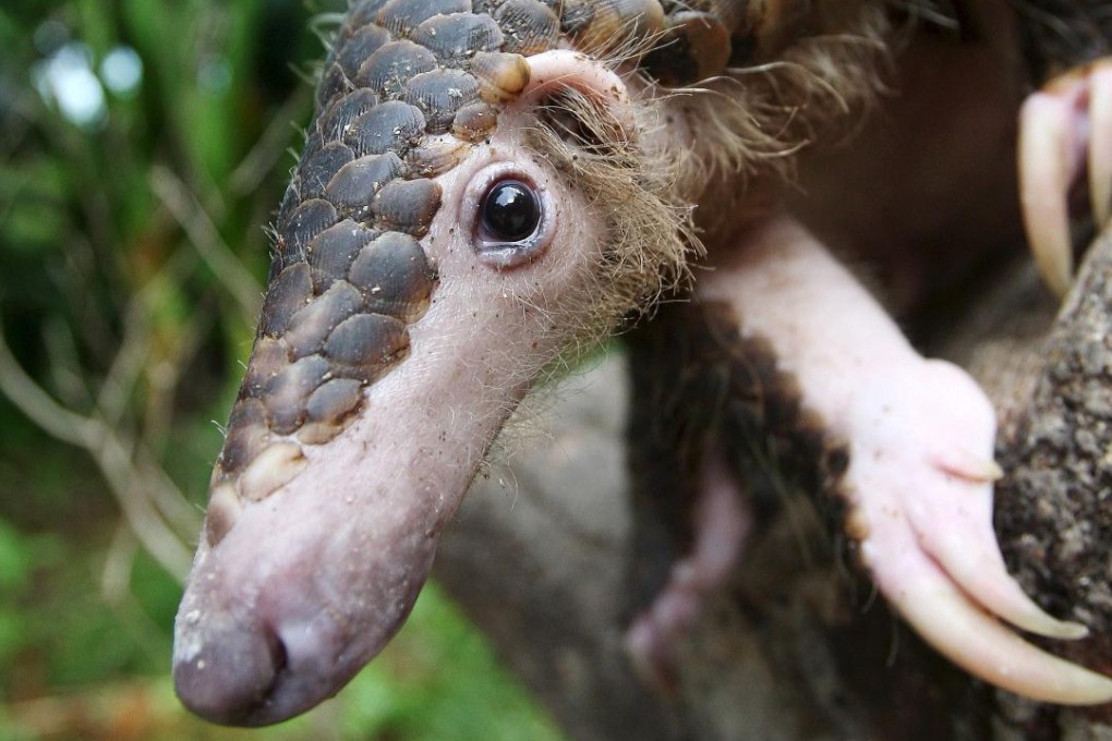Pangolins are under threat because their meat is regarded as a delicacy. Photo: EPA