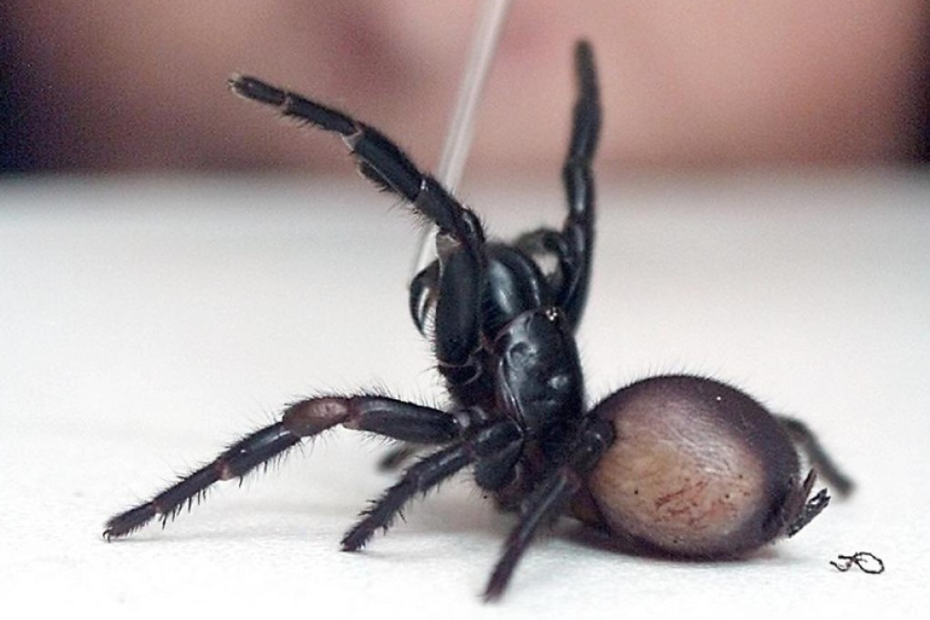 Venom is extracted from a deadly funnel web spider. Photo: AFP