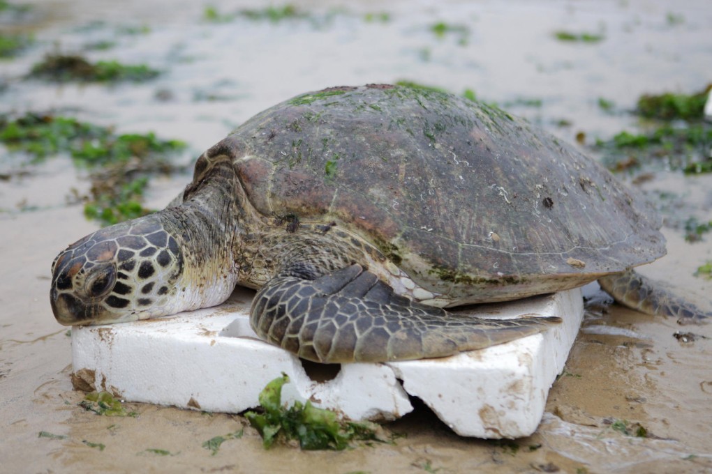 A turtle found on Sheung Sze Wan beach. Photo: SMP