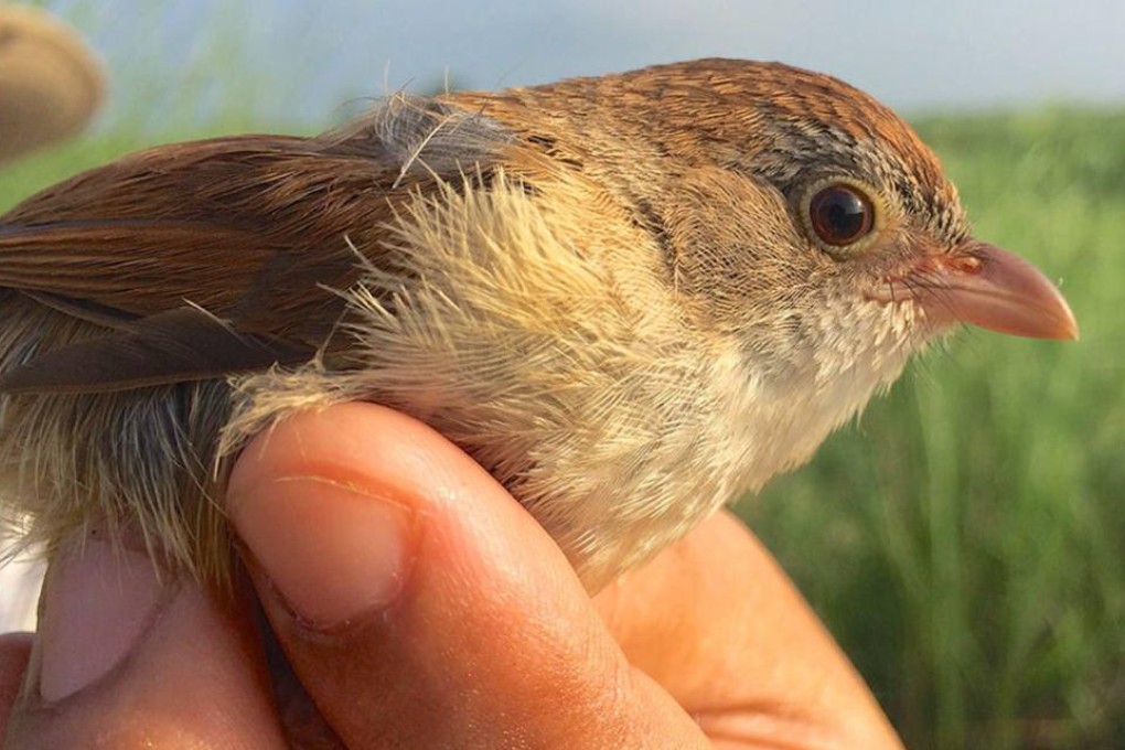 The Jerdon's Babbler excited scientists.Photo: SCMP Pictures