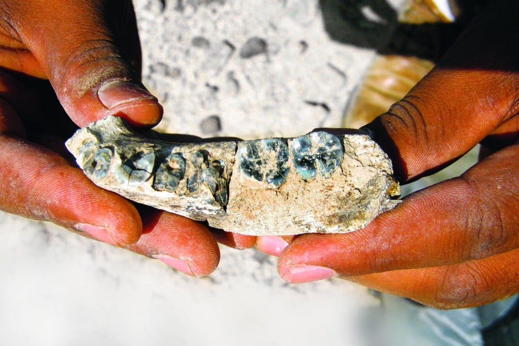 Part of a jawbone with teeth attached suggests humankind's ancestors were living in what is now the Ledi-Geraru research area in Ethiopia about 2.8 million years ago. Photo: AFP
