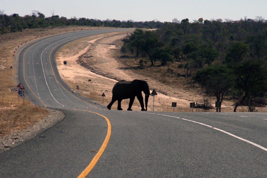 Making ivory trade illegal will make it possible to rout out China's illegal ivory operators and stabilise Africa's elephant populations. Photo: AP