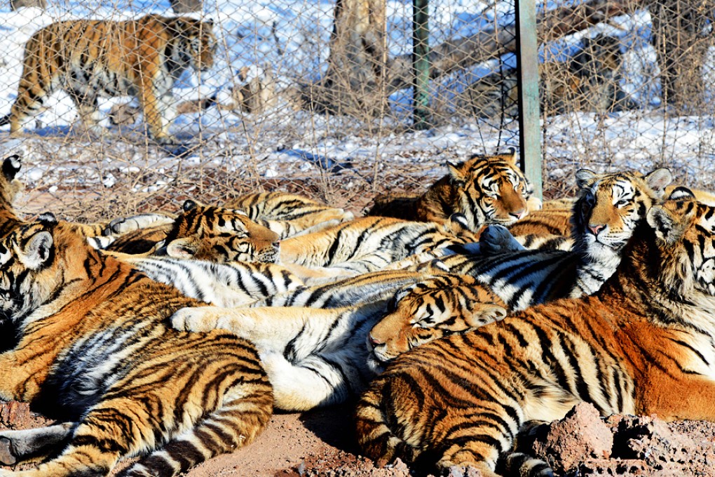 Up to 27 Siberian tigers are now living in the wild in China's Jilin province. Photo: AFP