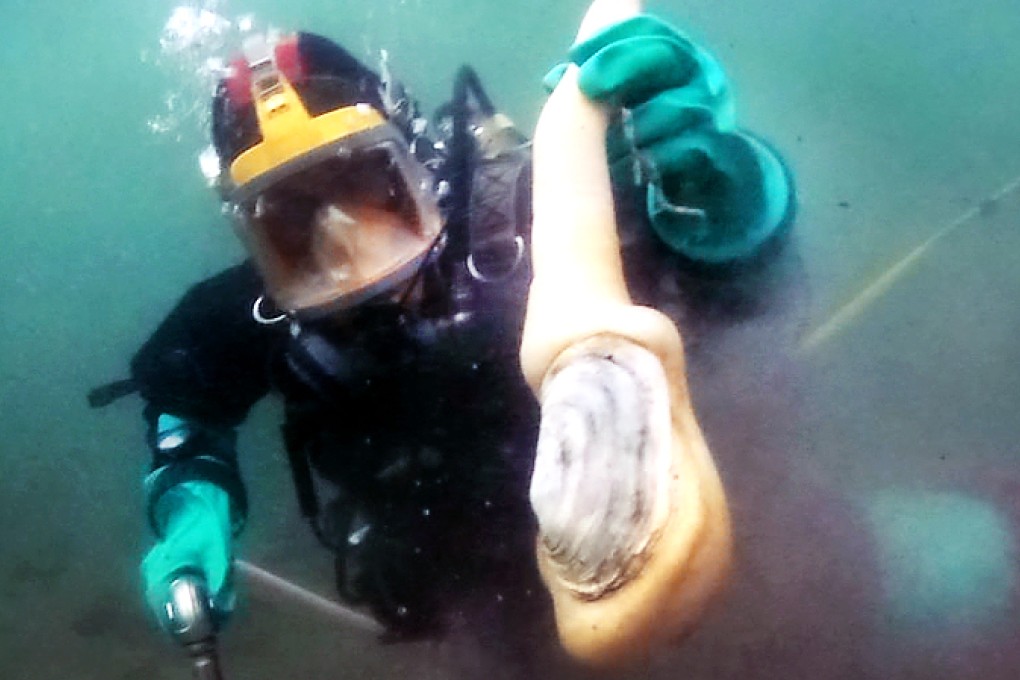 A British Columbia diver with a freshly harvested geoduck clam. Photo: Underwater Harvesters Association
