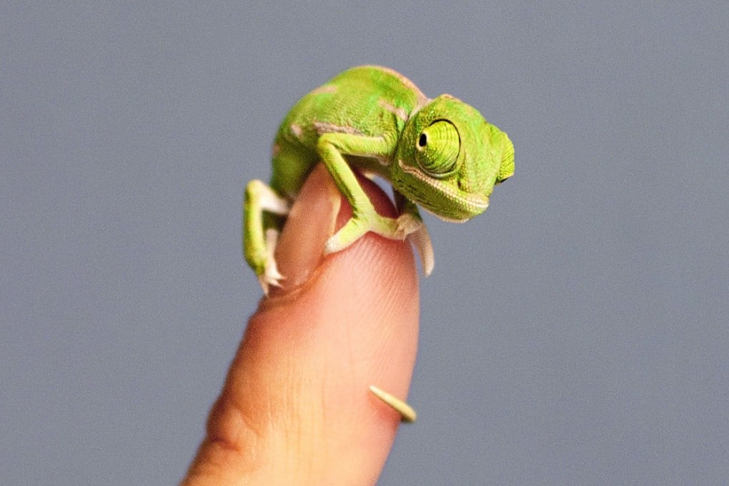 A handout image released by the Taronga Zoo in Sydney this week shows a Veiled Chameleon hatchling. Photo: EPA