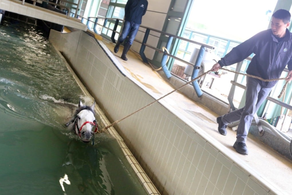 This horse is taken for a swim at a very exclusive facility - a Jockey Club swimming pool at the racecourse in Sha Tin. Photo: David Wong