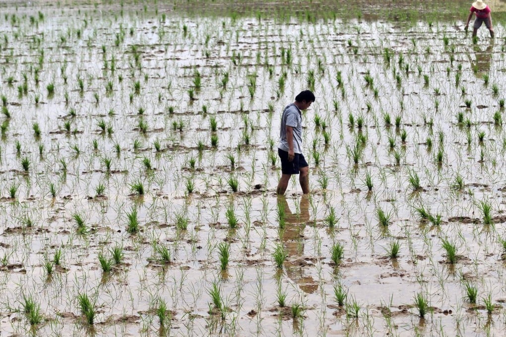 China now grows just 6 per cent of the world's GM crops, compared with 39 per cent in 1996.