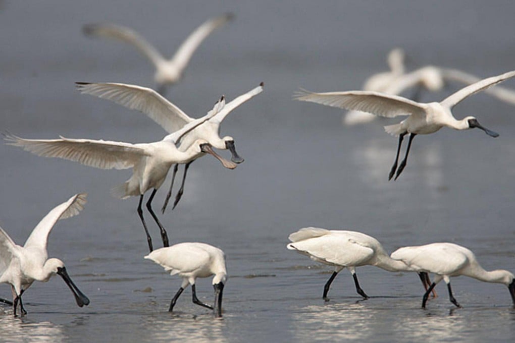 Efforts by fish farmers have helped the endangered spoonbills' recovery in Deep Bay. Photo: WWF