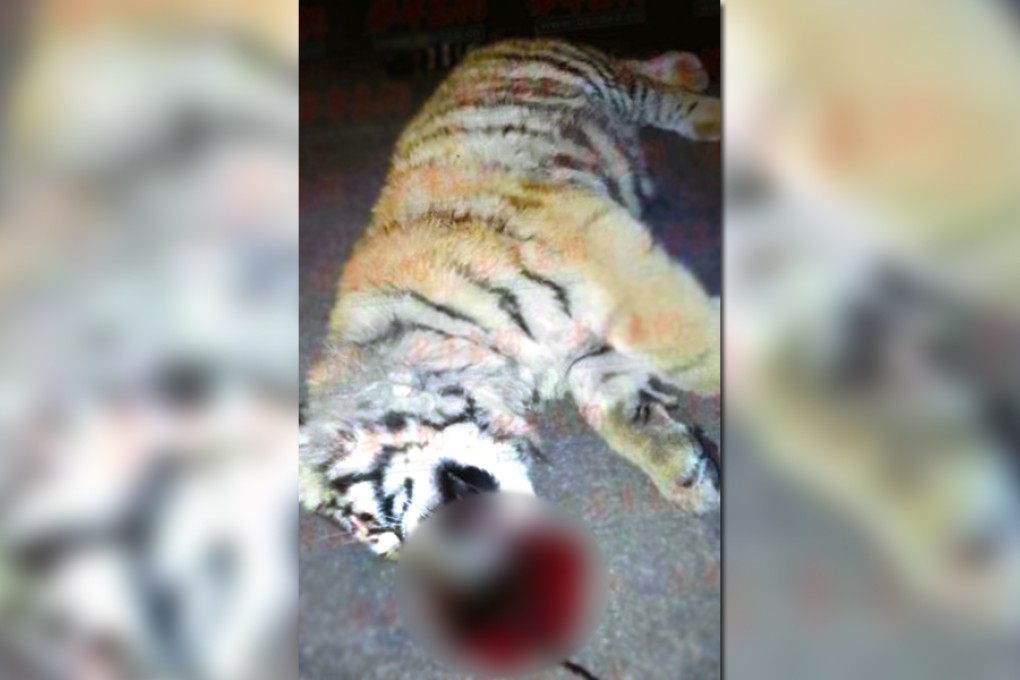 The body of the tiger cub that jumped off the roof of the building where it was kept in Qingdao. Photo: SCMP Pictures