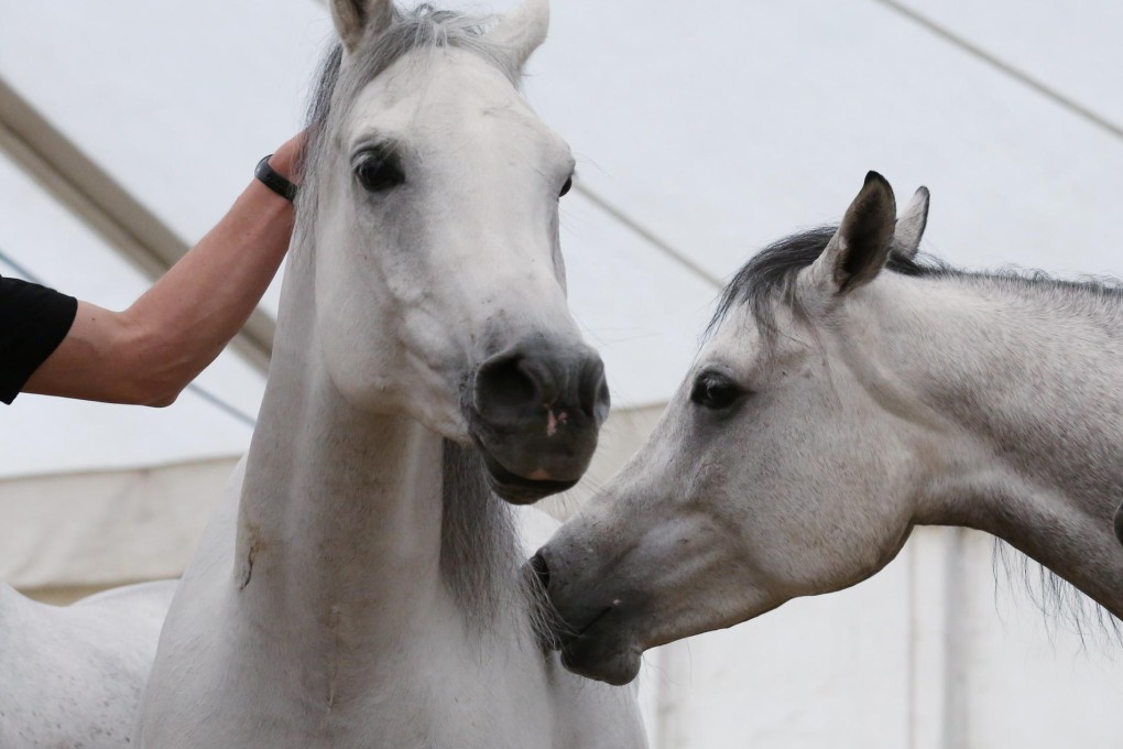 Majestic gets a good look at the media as he and his four-legged co-stars meet the press. Photo: Nora Tam