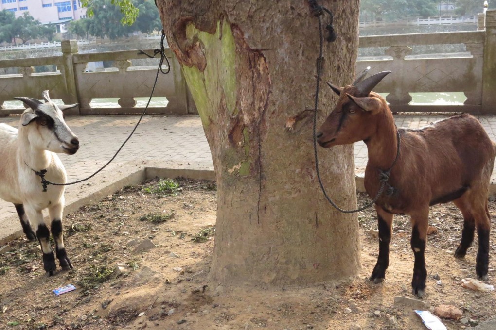 Ewe and improved:Lunar New Year celebrations are vastly different now than in the past, when most shops were closed and people stayed at home. Photo: Cecilie Gamst Berg