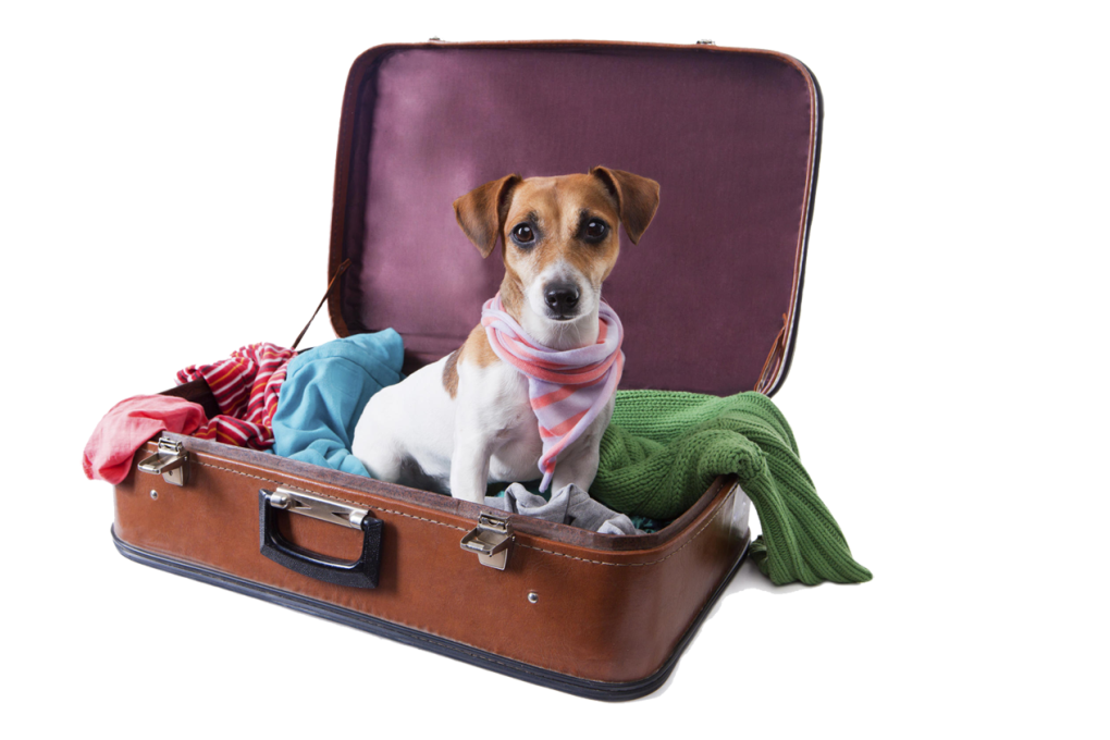 Dogs are generally good travellers. Photo: Thinksock