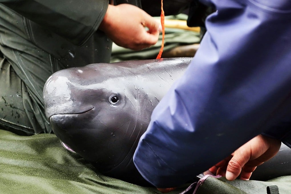 A finless porpoise is treated to a physical exam at Poyang Lake, Jiangxi province. Photo: Xinhua