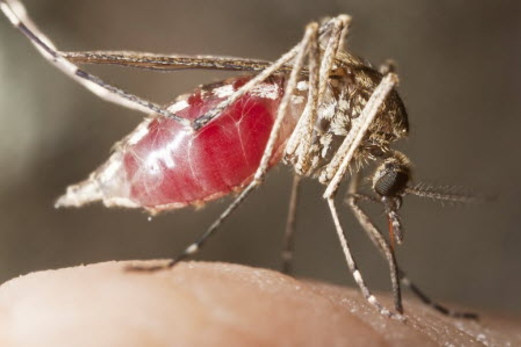 The disease is transmitted by mosquitoes. Photo: Shutterstock