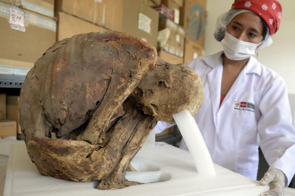 A researcher inspects a mummified pre-Inca adult uncovered in a funerary bundle at Puruchuco. Photo: AFP
