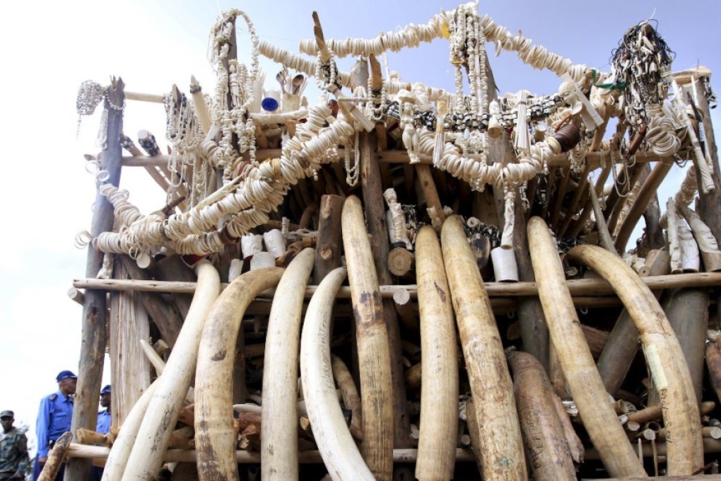 6.1 tonnes of ivory confiscated from smugglers and poachers is arranged before being burnt in Addis Ababa, Ethiopia. Photo: Reuters
