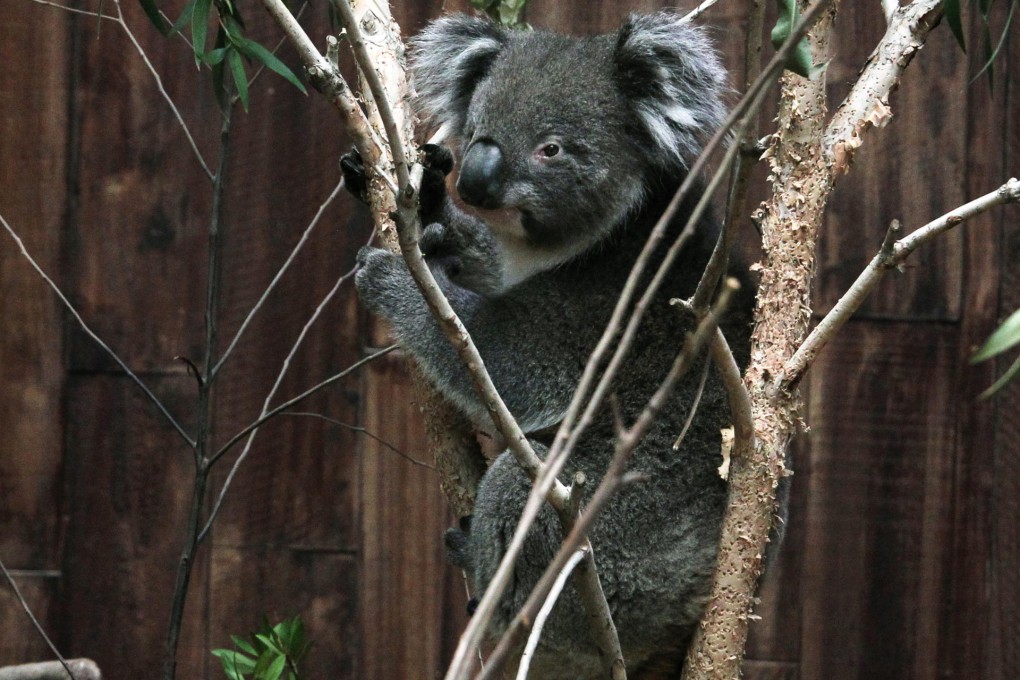 Dougie, one of three koalas at Ocean Park, enjoys the exhibit space modelled on the South Australian outback.Photo: May Tse