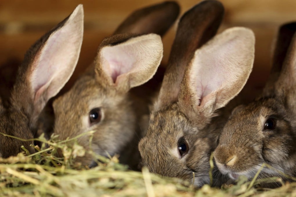 Rabbits require a quiet, cool environment, a large exercise area and an appropriate diet. Photos: Thinkstock