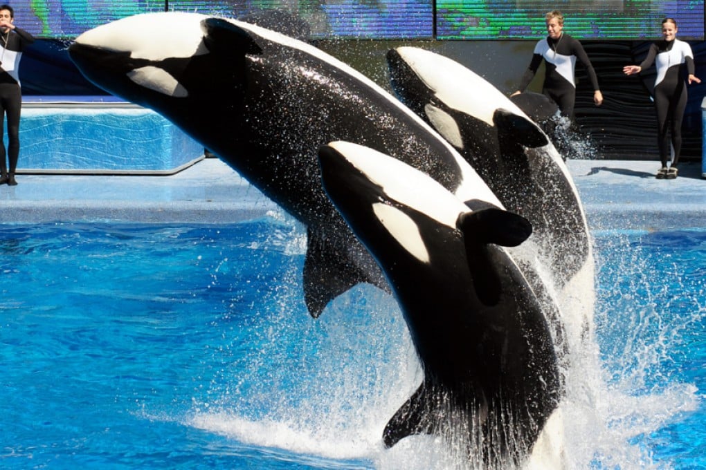 Trainers work with killer whales at the SeaWorld Orlando theme park. Photo: AP