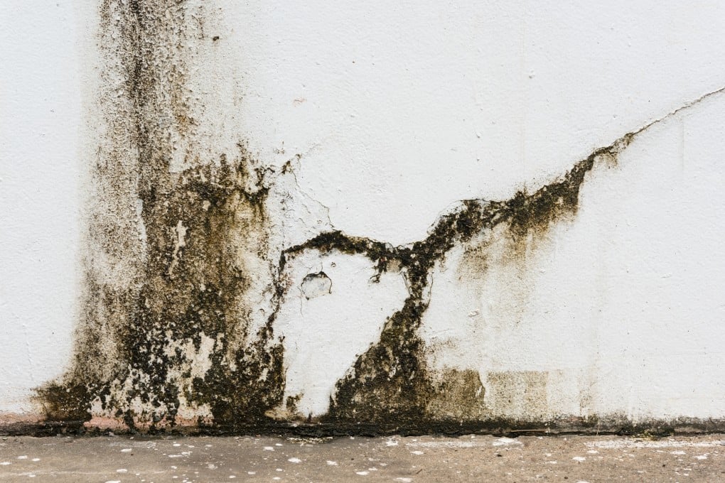 Mould can wreak havoc with walls. Damaged paint and plaster needs removing and a fungicidal wash must be applied before surfaces are repaired, primed and repainted.