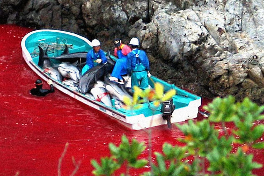 Fishermen kill freshly caught dolphins near the town of Taiji in Wakayama Prefecture. The zoo regulatory body is being sued over its alleged complicity in the slaughter. Photo: AP