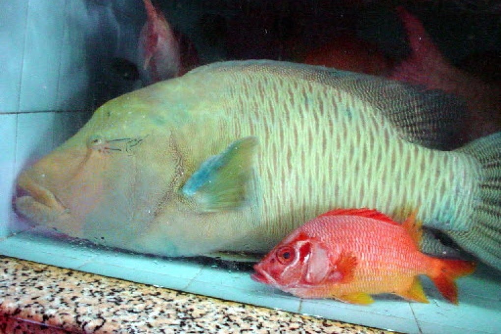 The fish had not been fed. (File picture). Photo: Simon Parry