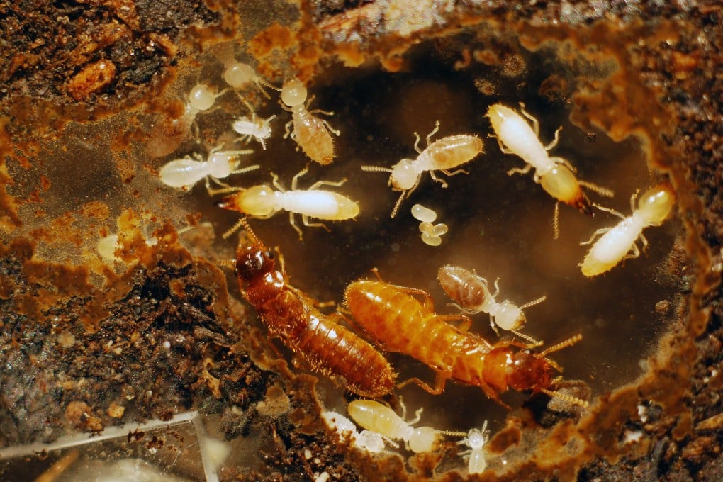This undated photo provided the University of Florida's Institute of Food and Agricultural Sciences shows young hybrid termite offspring eight months after the light-coloured female Formosan termite (bottom right), mated with the darker male Asian termite (bottom left), in Florida. Photo: AP