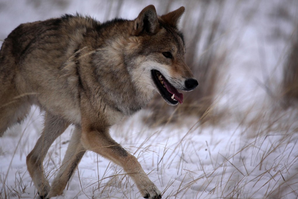 Wolf Totem, shot on location in Inner Mongolia. Photos: K.Y. Cheng, Edko Films